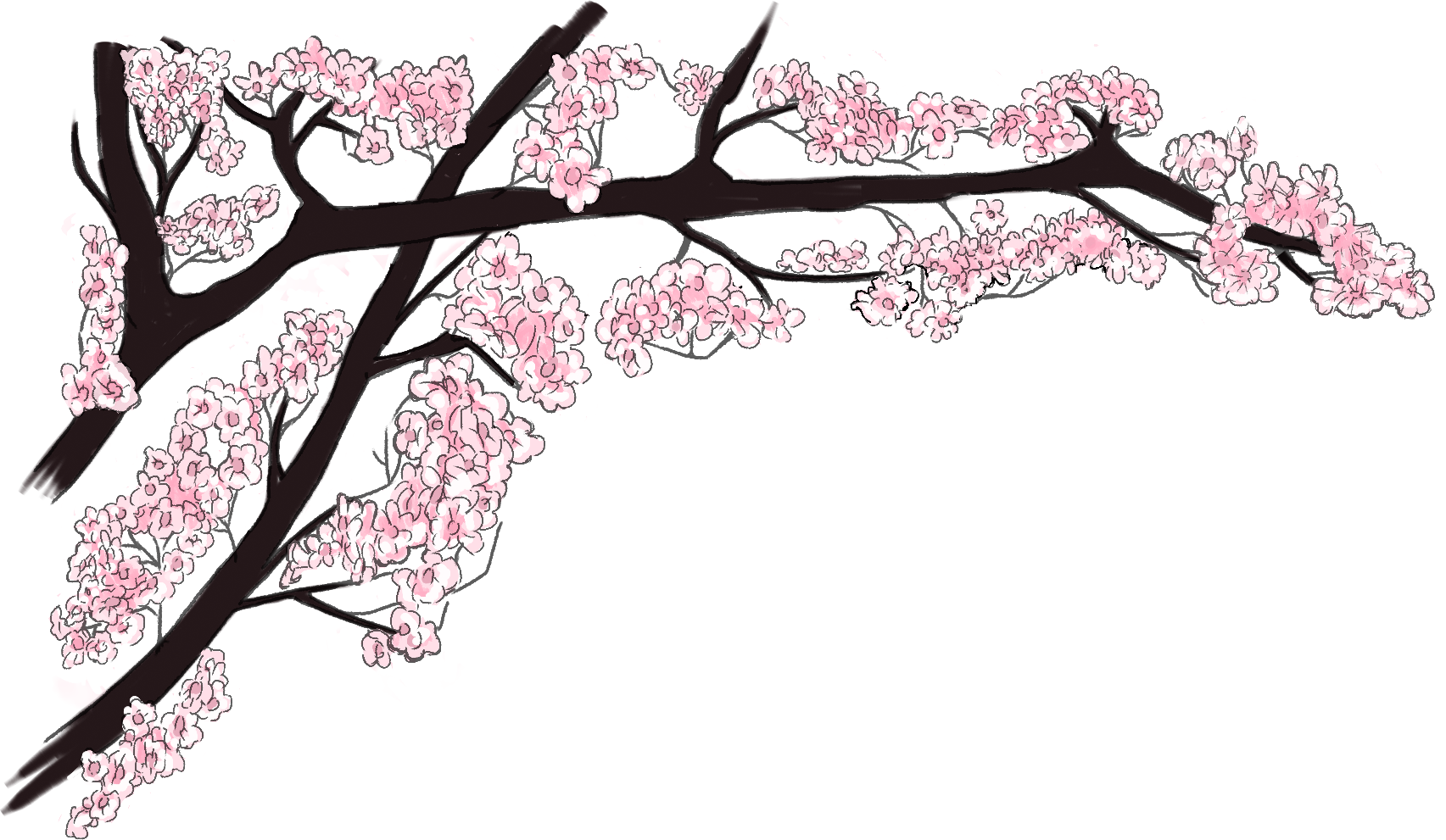 Cherry Blossom Branch Illustration PNG