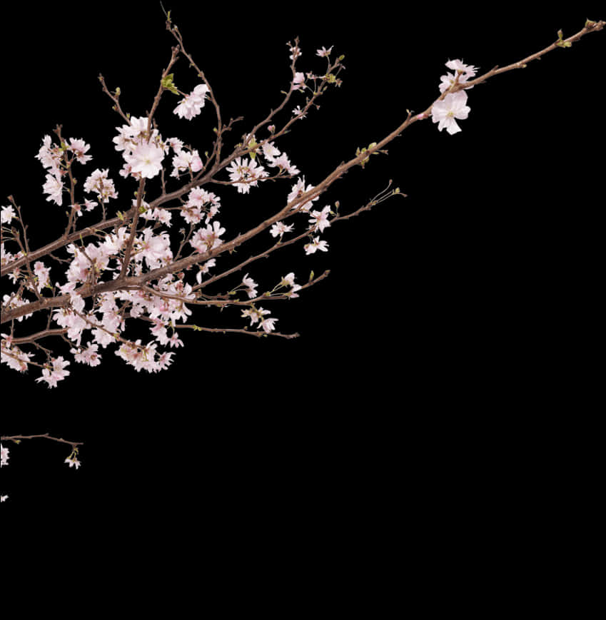 Cherry Blossom Branch Night Sky PNG