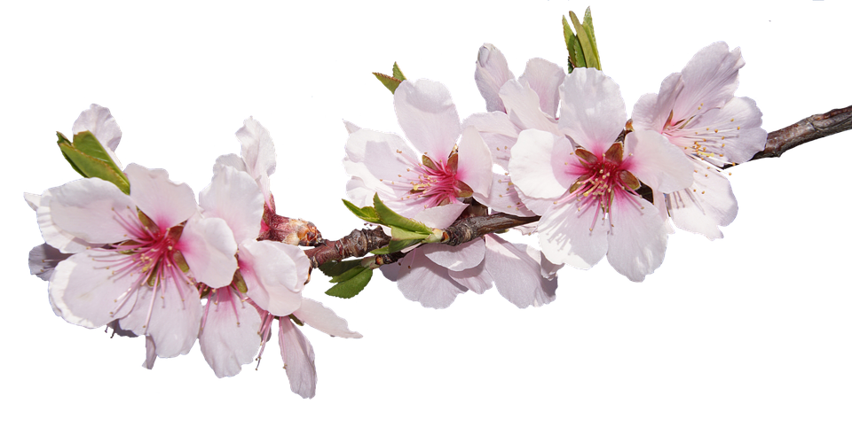 Cherry Blossom Branch.png PNG