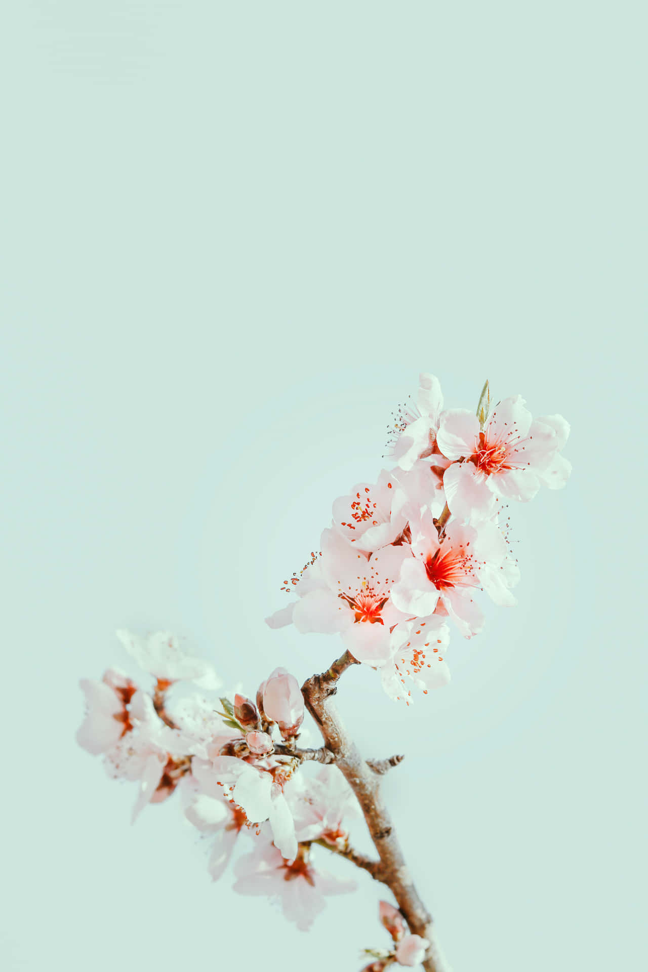 Cherry Blossom Branch Springtime Wallpaper