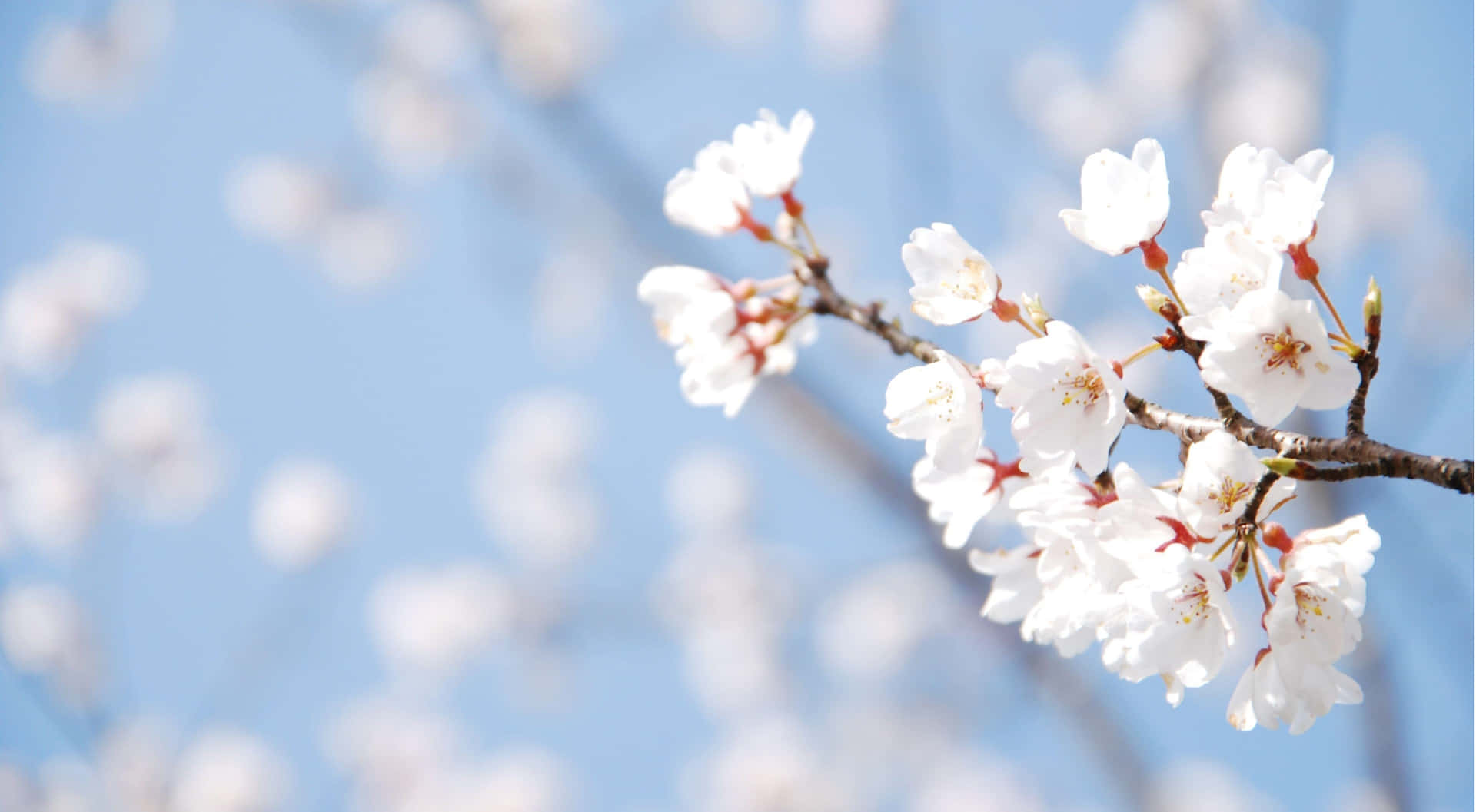 Cherry Blossom Branch Springtime Sky Wallpaper