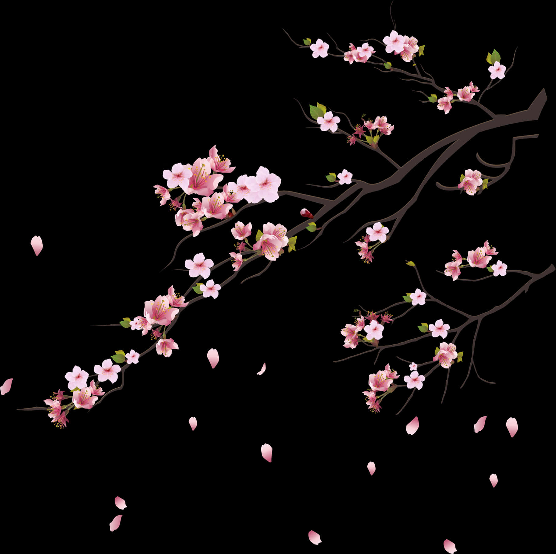 Cherry Blossom Branches Black Background PNG