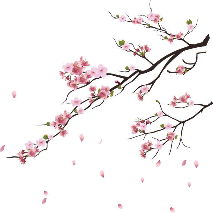 Cherry Blossom Branches Falling Petals PNG