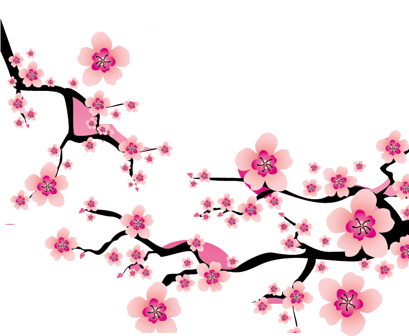 Cherry Blossom Branches Vector PNG
