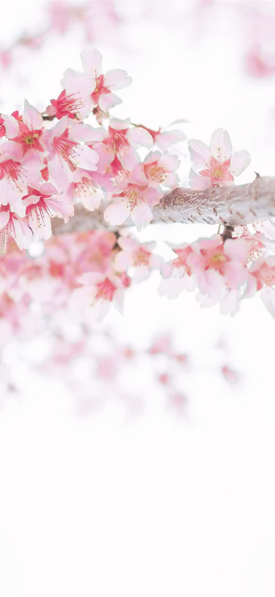 Cherry Blossom Branchi Phone Wallpaper Wallpaper