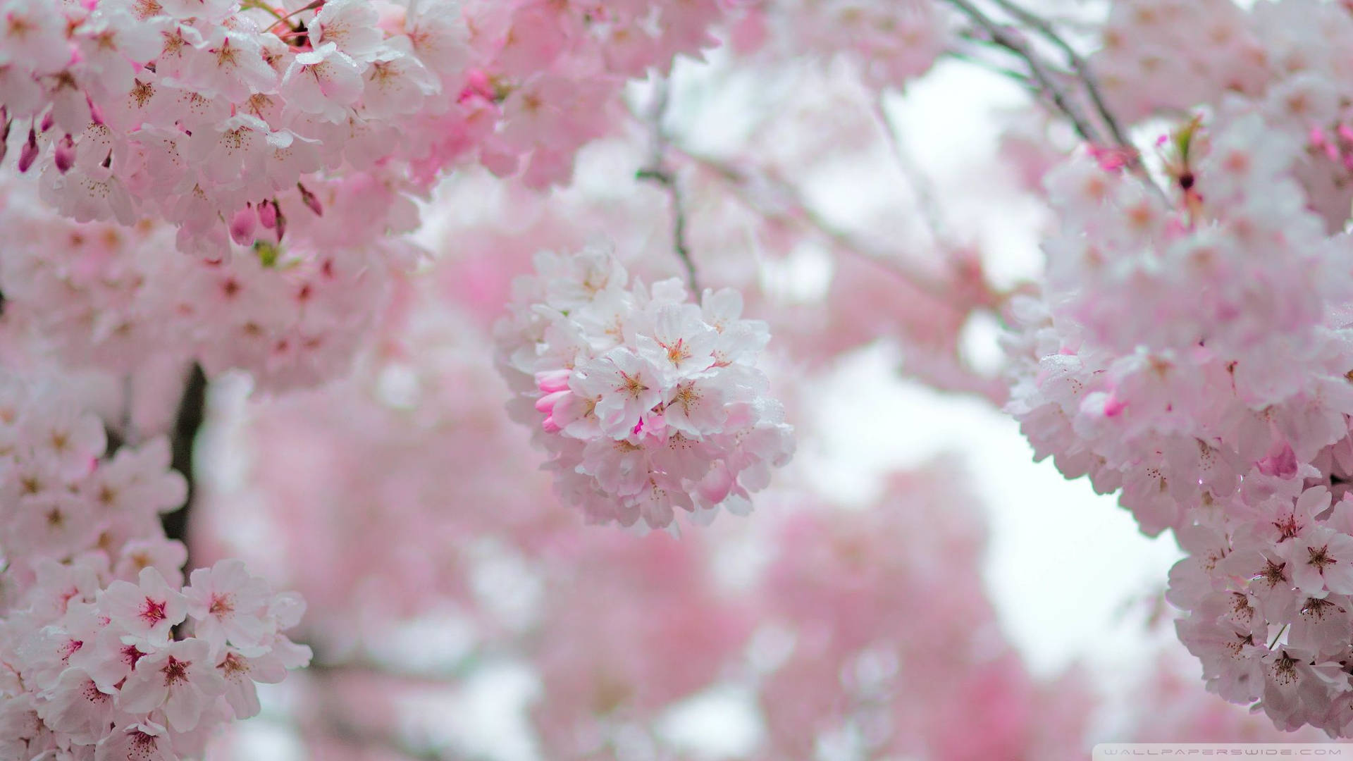 Cherry Blossom Buds Wallpaper