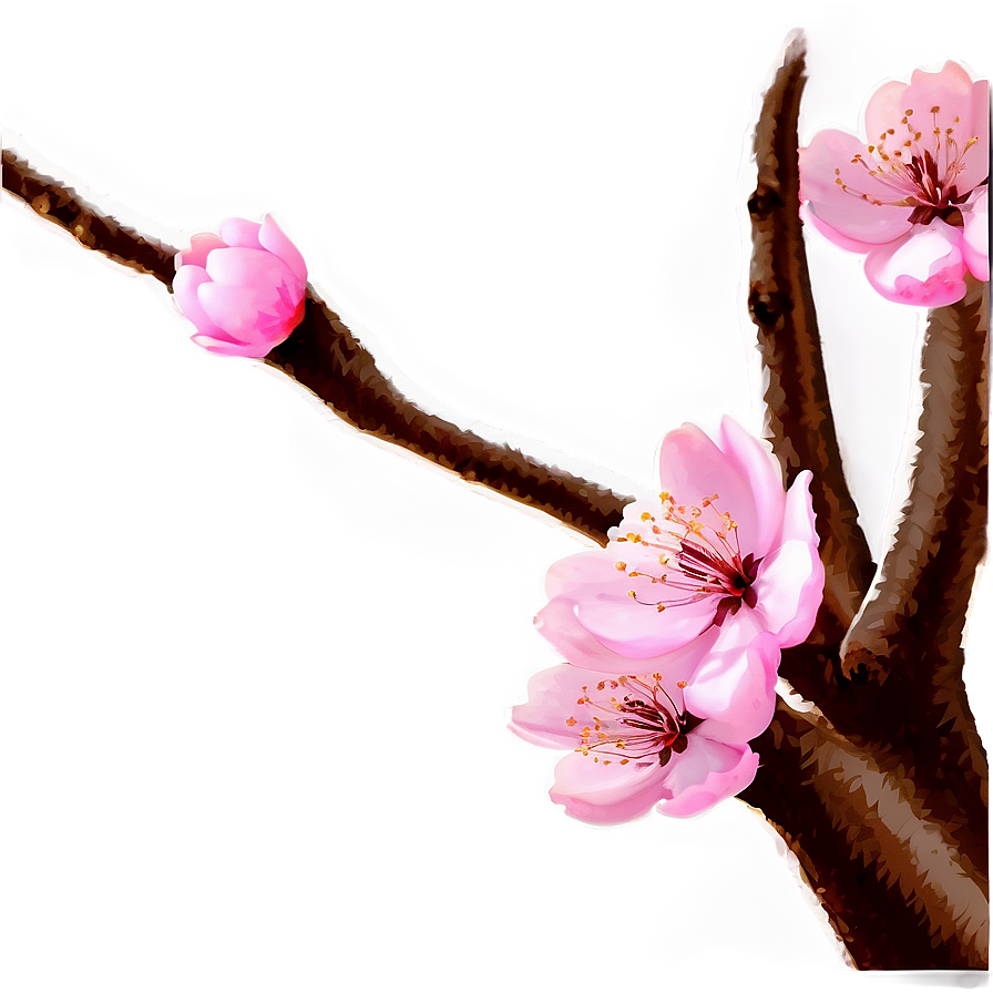 Cherry Blossom C PNG