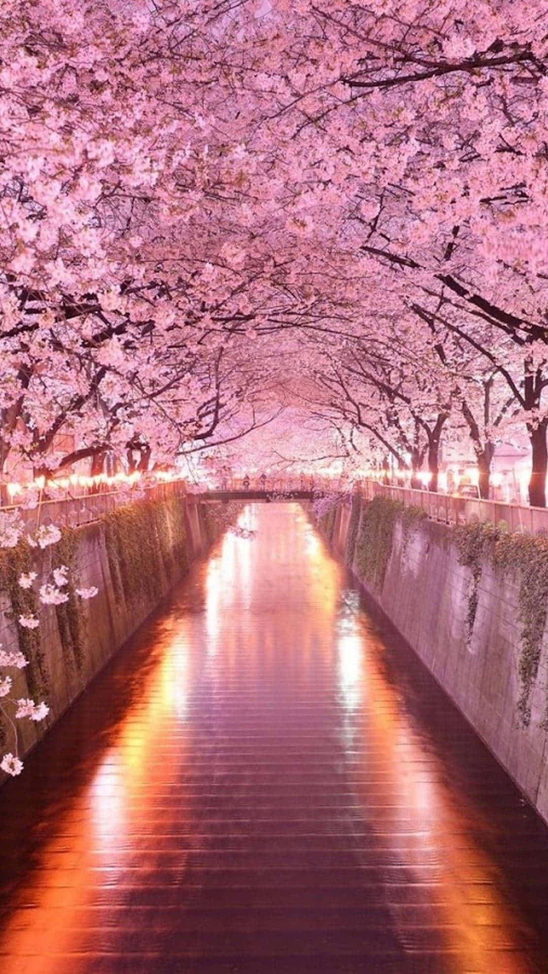 Cherry Blossom Canal Night Scene Wallpaper