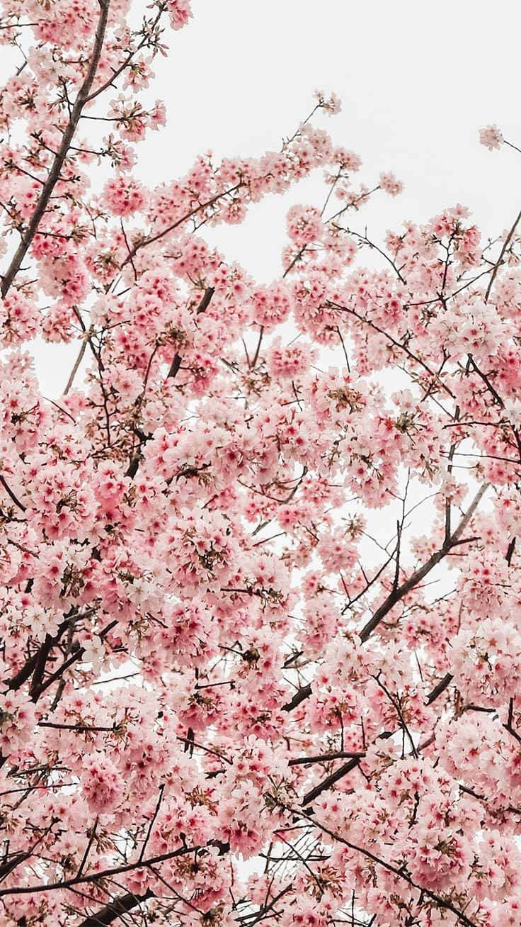 Cherry Blossom Canopy.jpg Wallpaper
