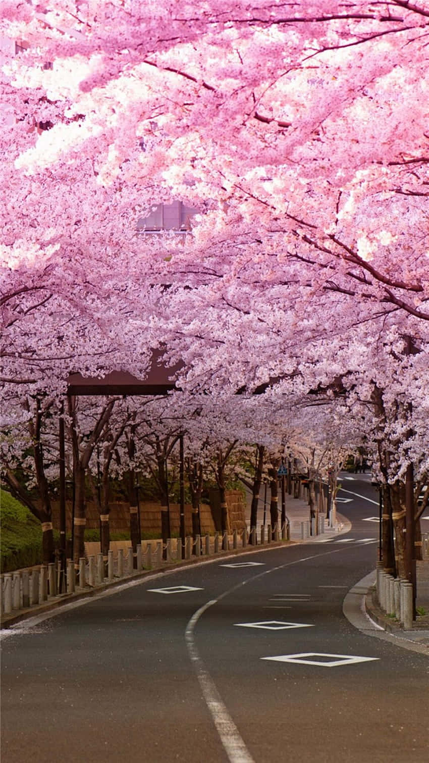 Cherry Blossom Canopy Road.jpg Wallpaper