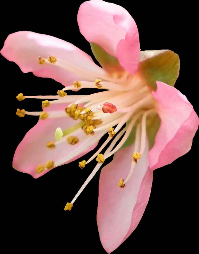 Cherry Blossom Closeup PNG