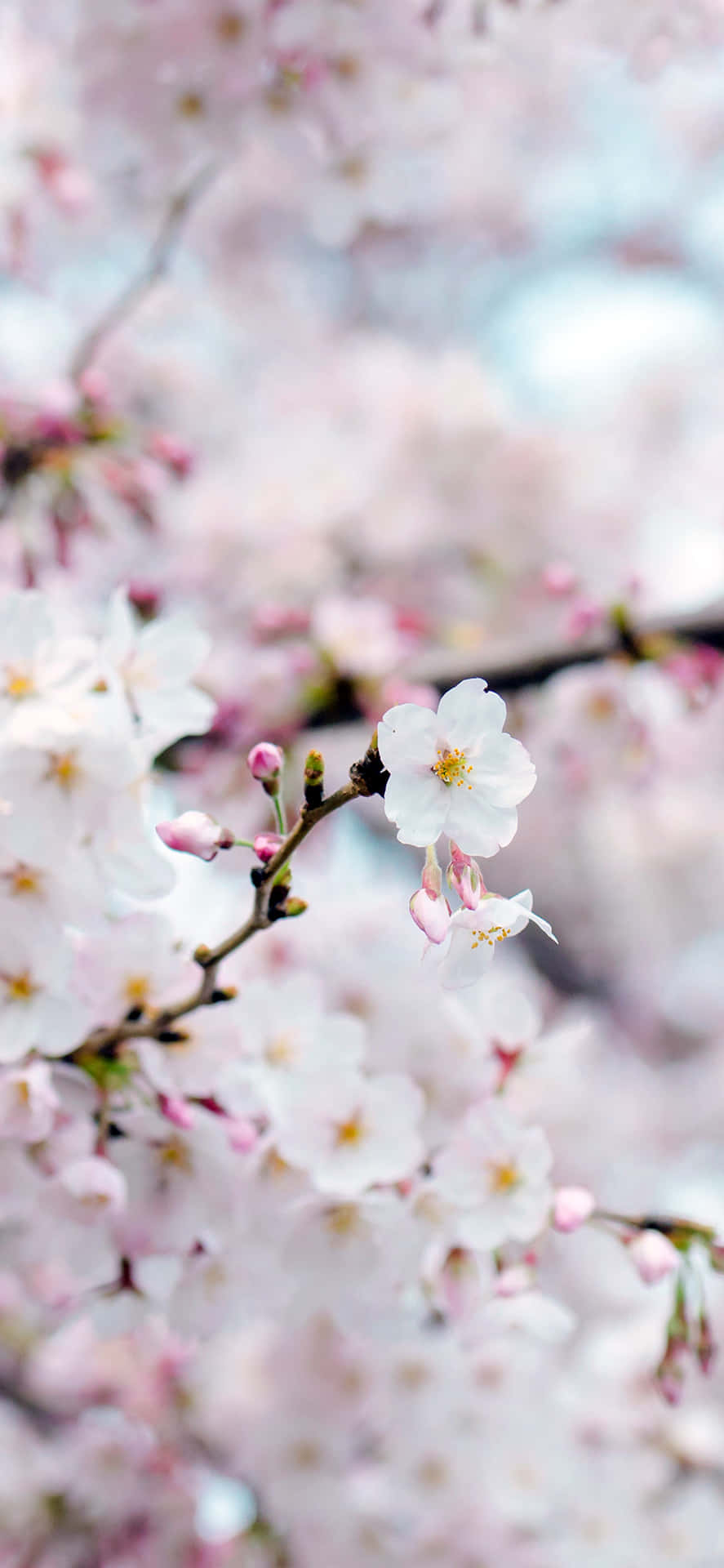 Cherry Blossom Closeup Wallpaper