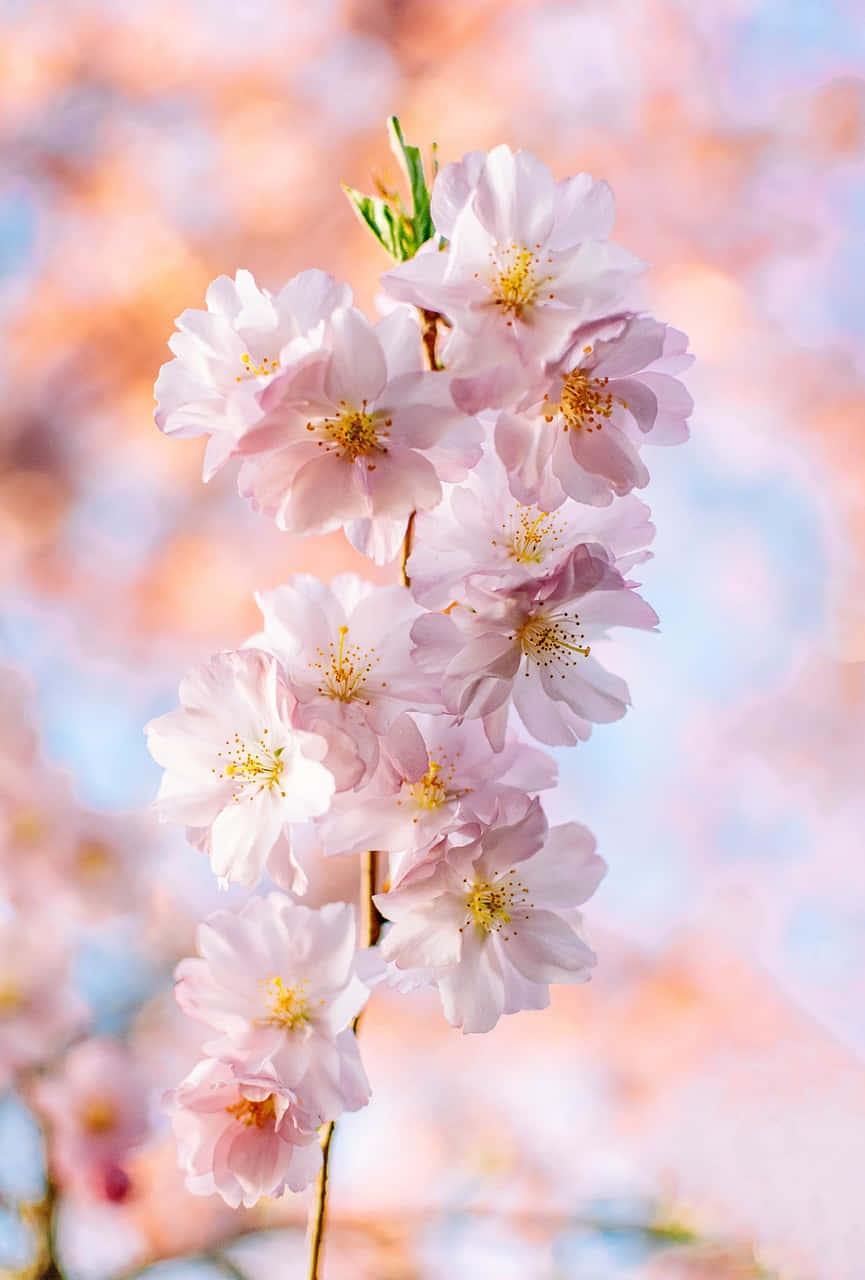 Cherry Blossom Closeup Springtime Wallpaper