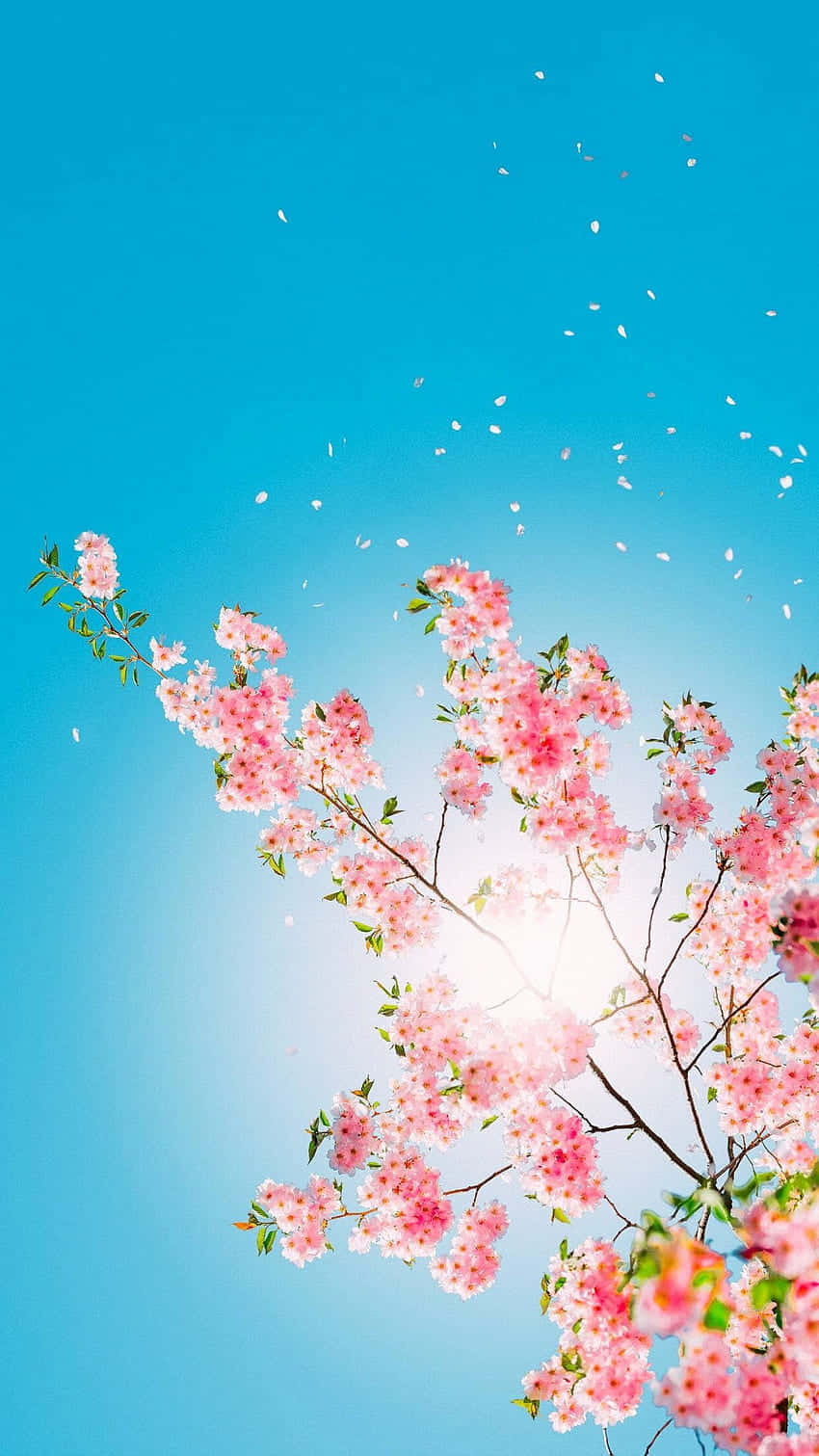 Cherry Blossom Cute Plant Wallpaper