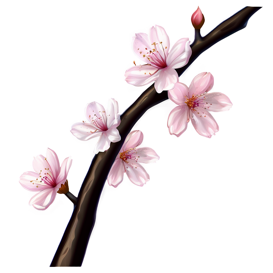 Cherry Blossom Drawing Png Oui60 PNG