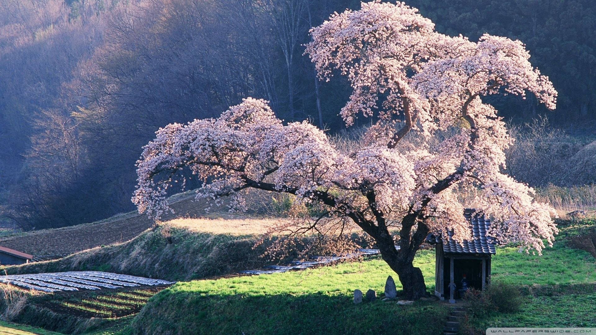 "Beautiful Japanese Sakura in Spring" Wallpaper