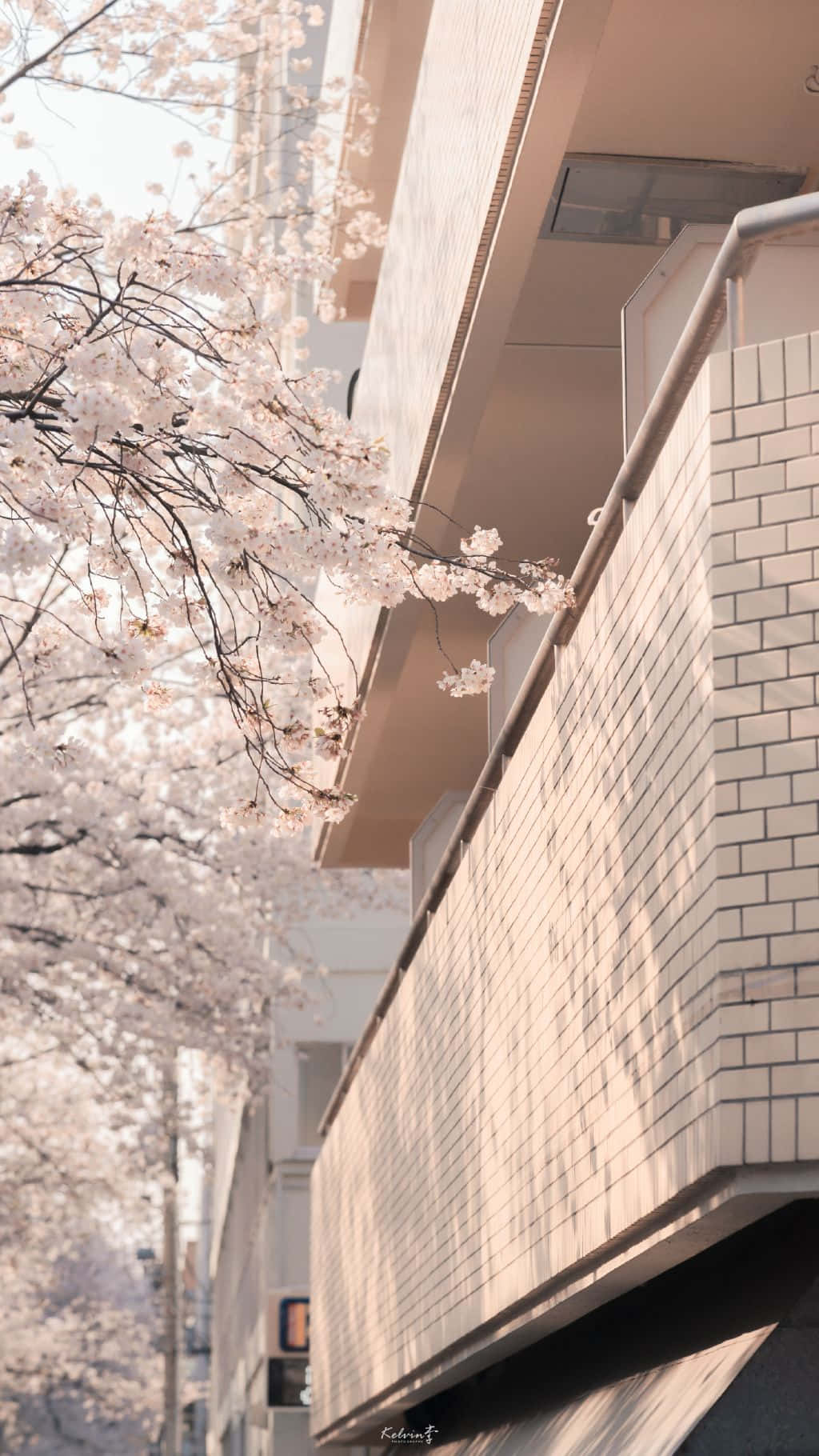 Cherry Blossom Facade_ Warm Tones.jpg Wallpaper