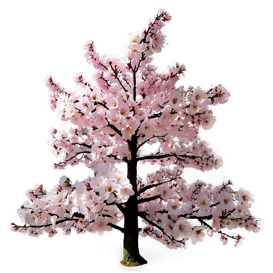 Cherry Blossom Festival Tree Png 15 PNG