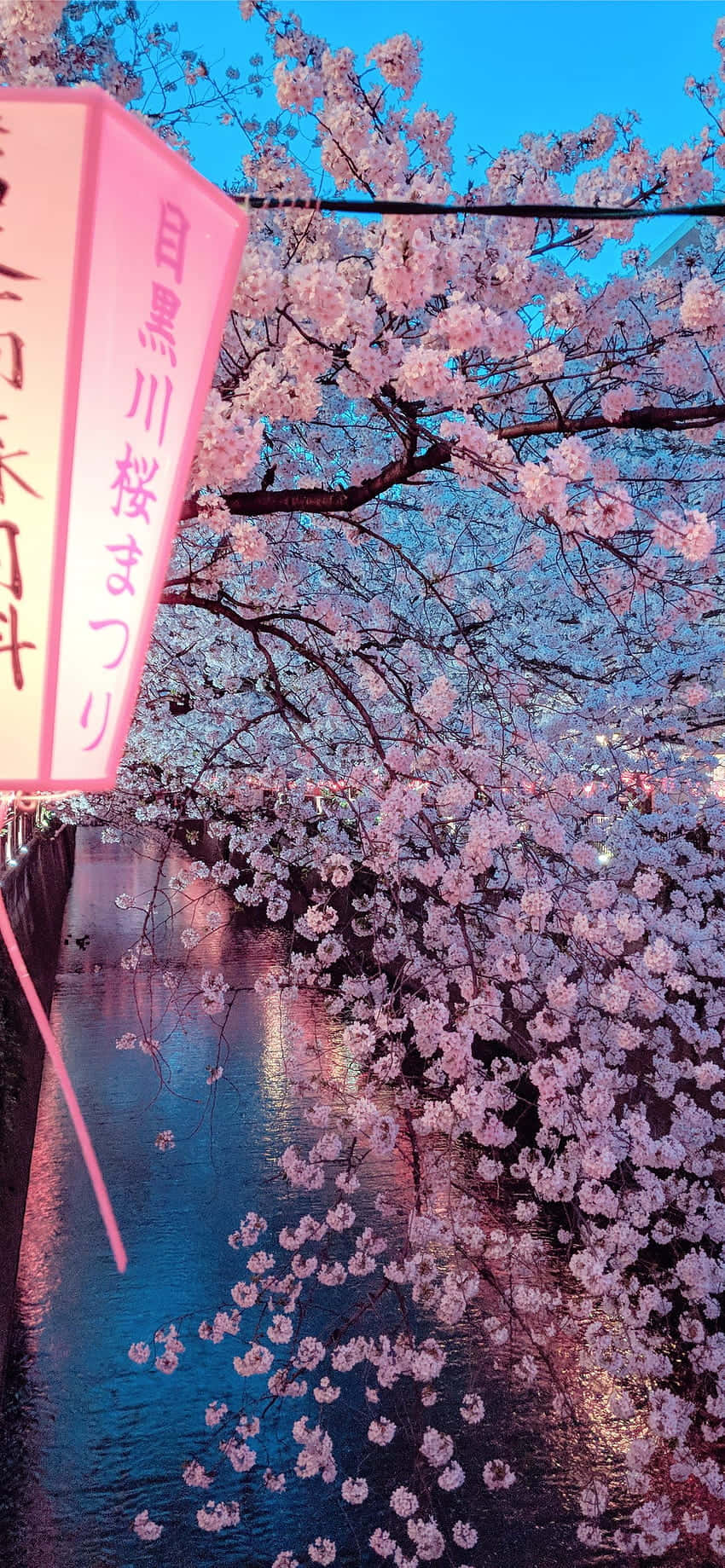 Cherry Blossom Festivalat Dusk Wallpaper