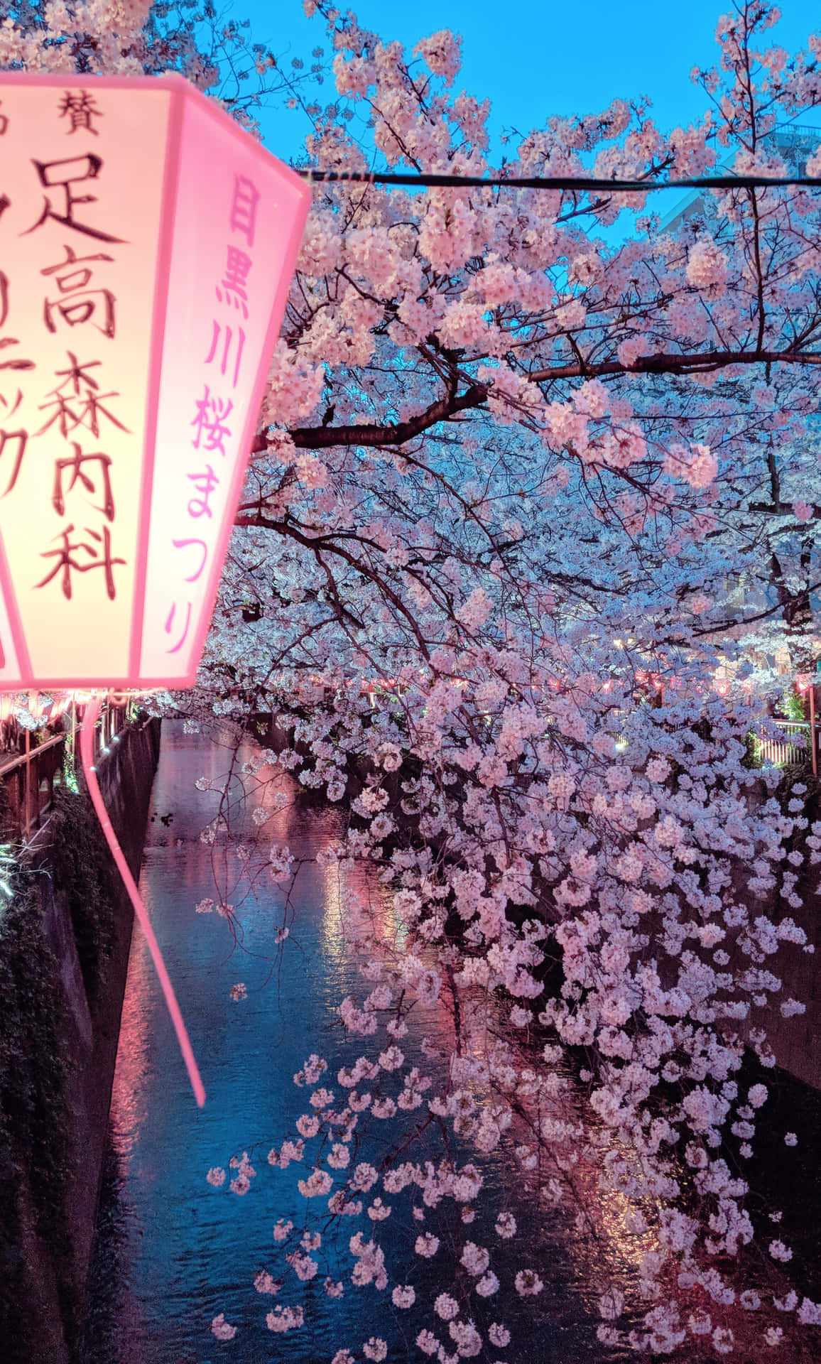 Cherry Blossom Festivalat Dusk Wallpaper