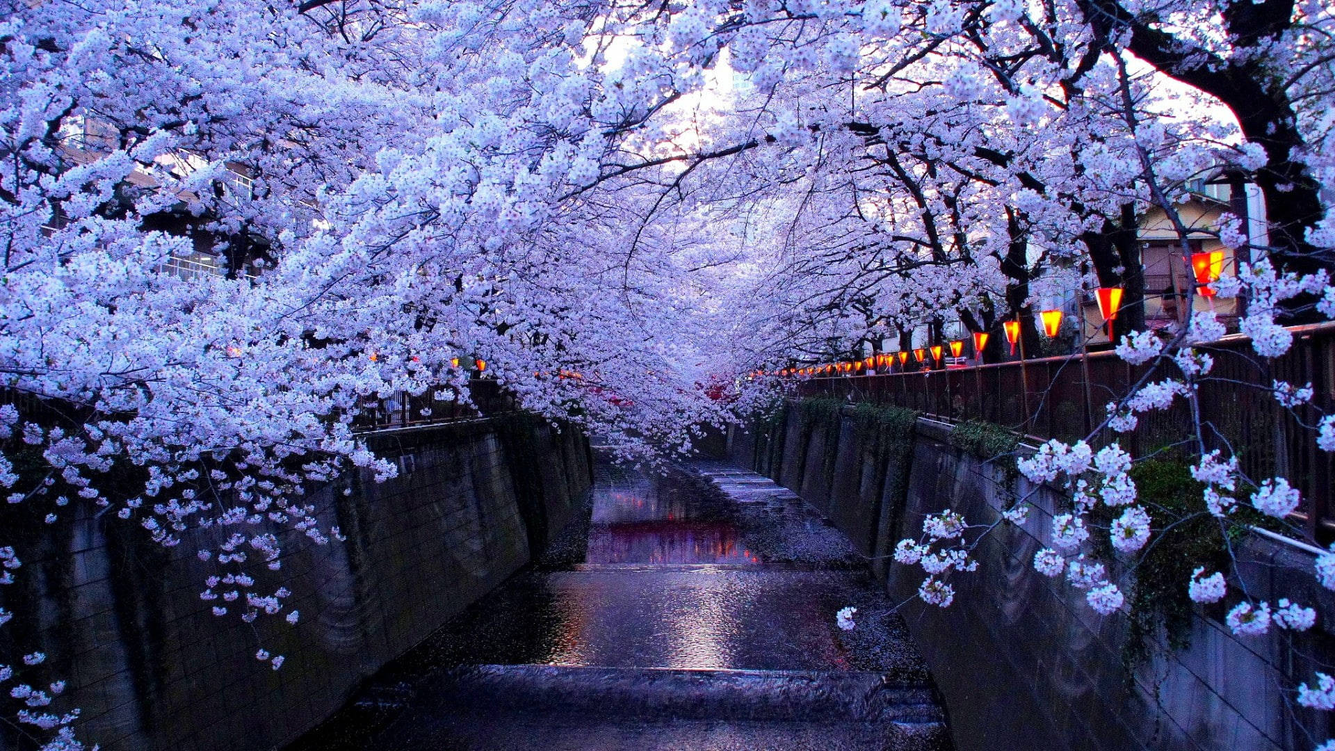 Download Vibrant Cherry Blossom Bloom on a Desktop Wallpaper