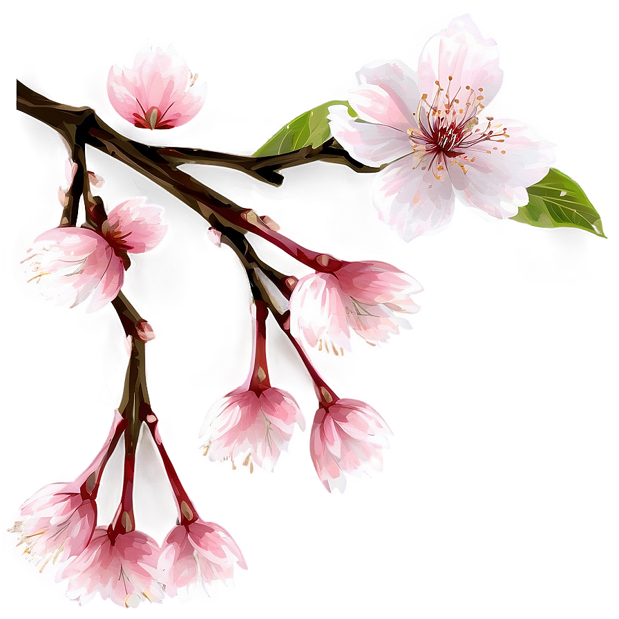 Cherry Blossom Flower Transparent Png Ara PNG