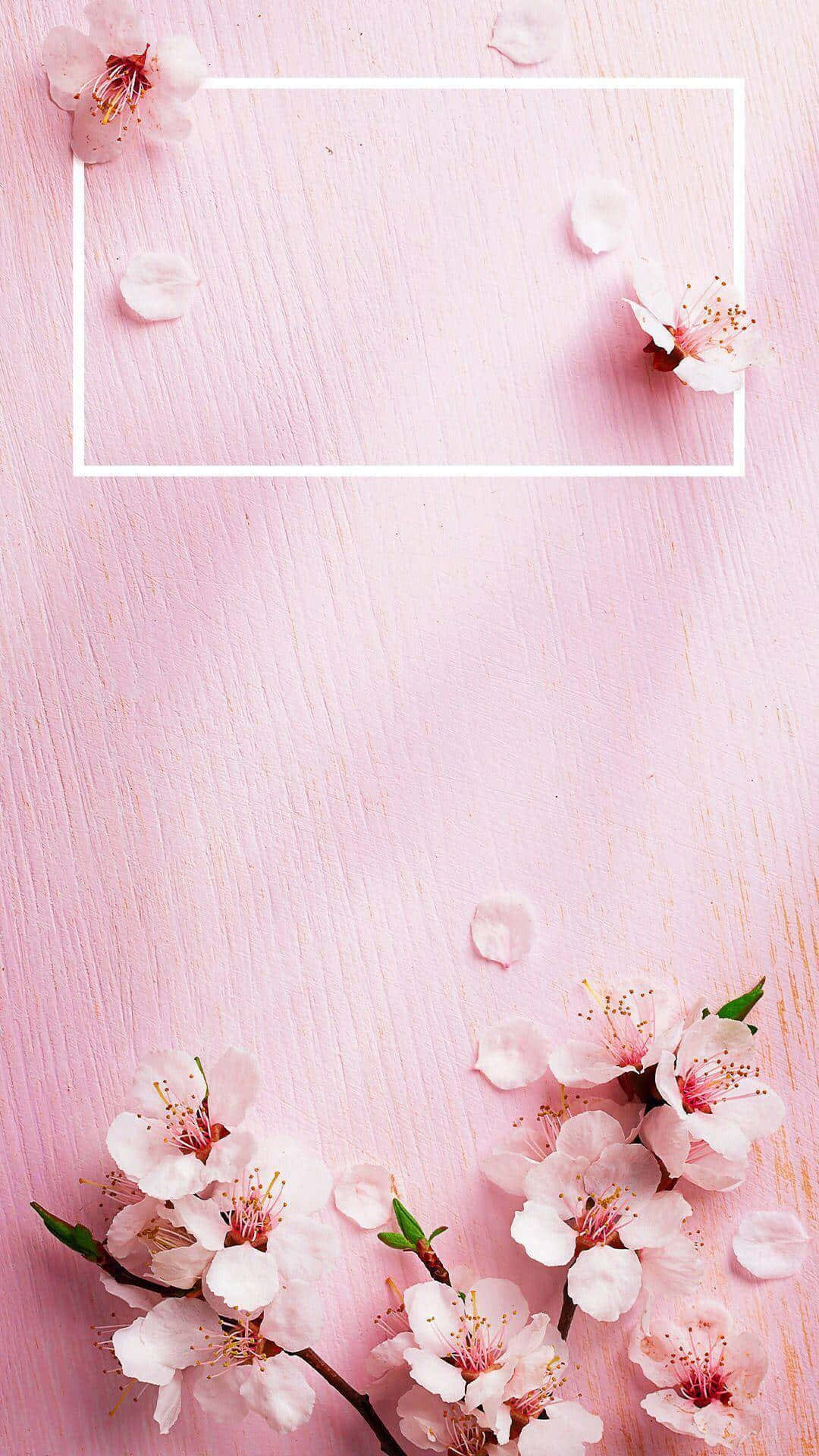 Cherry Blossom Frame Pink Background Wallpaper