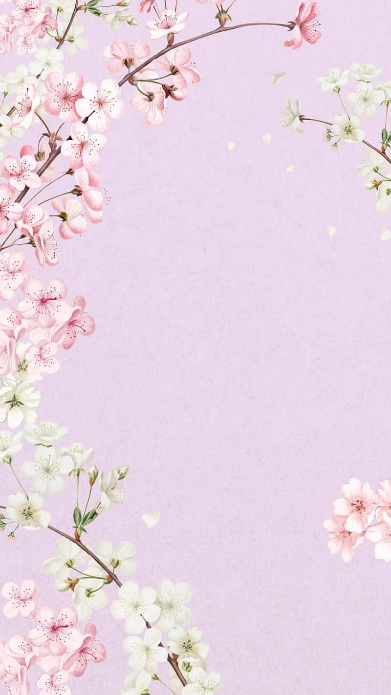 Cherry Blossom Frameon Lavender Background Wallpaper