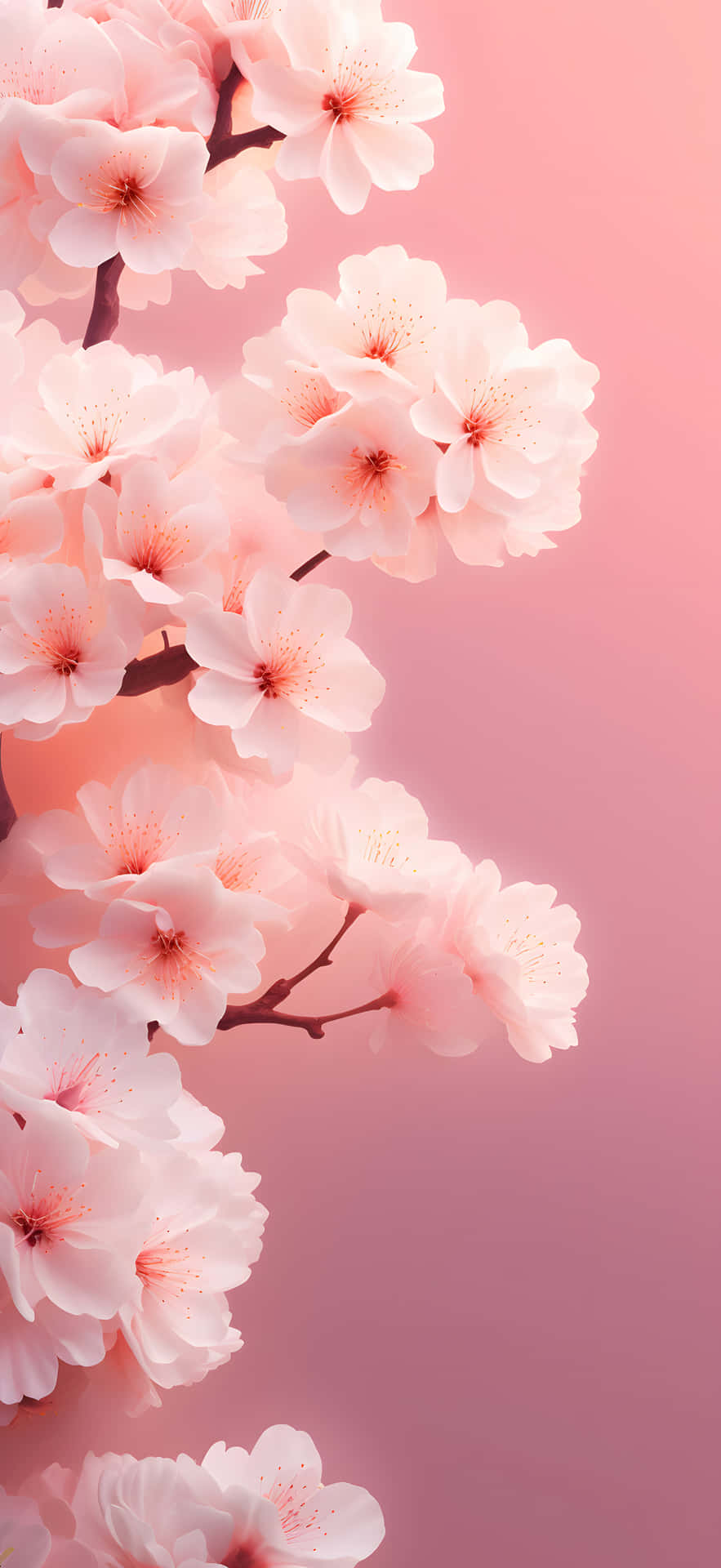 Cherry Blossom Gradient Background Wallpaper