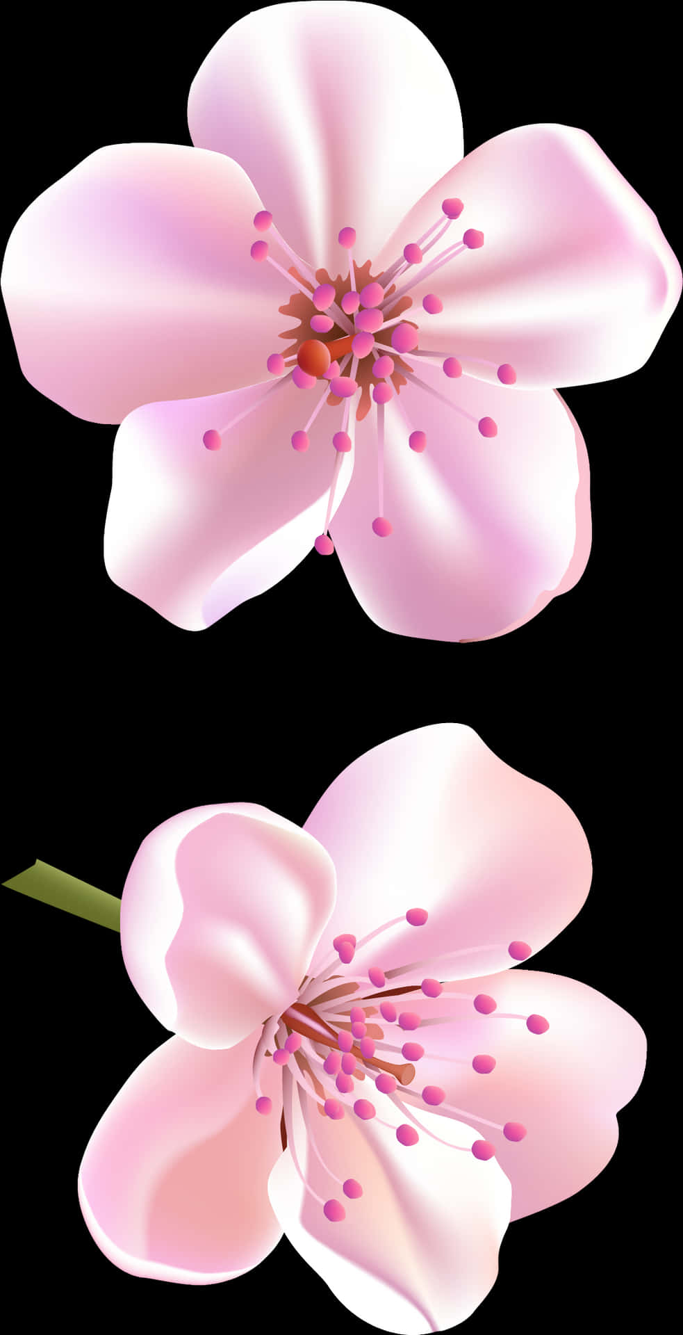 Cherry Blossom Illustration PNG