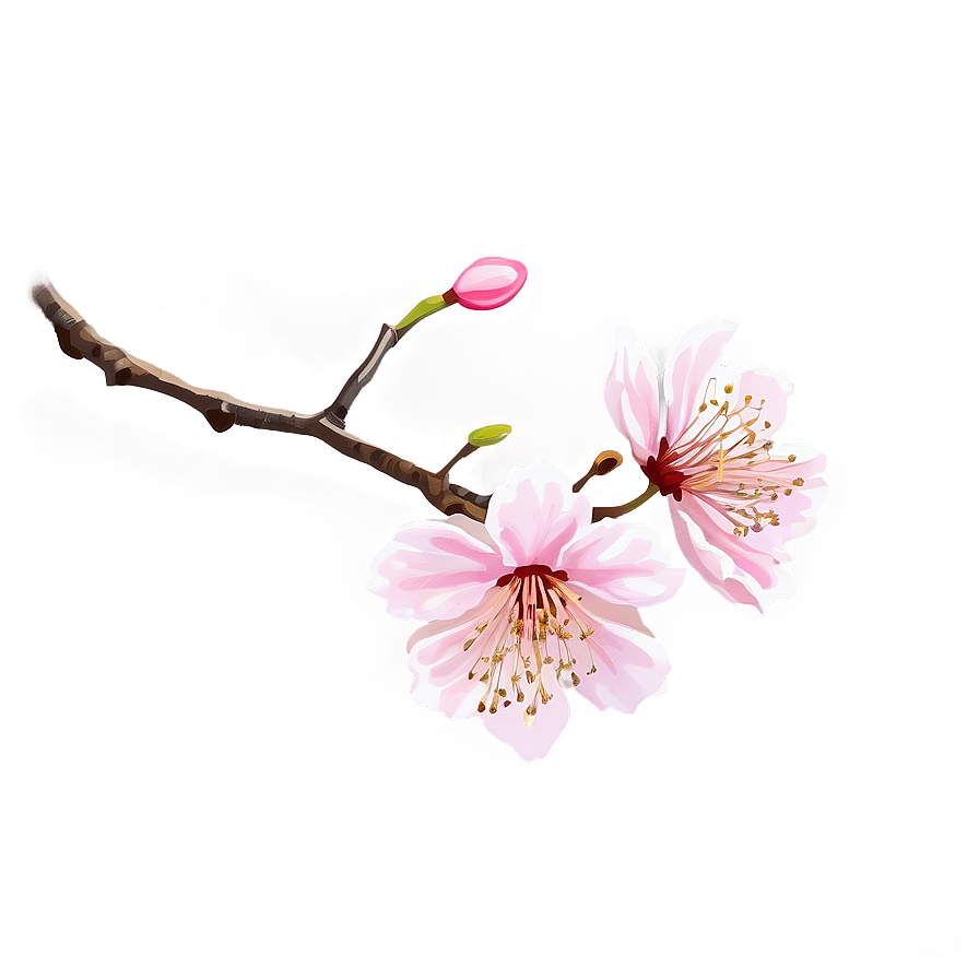 Cherry Blossom In Full Bloom Png Wkm82 PNG