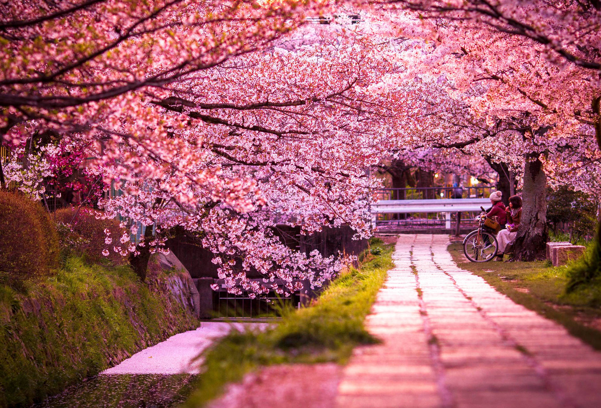 Florde Cerejeira Em Kyoto. Papel de Parede