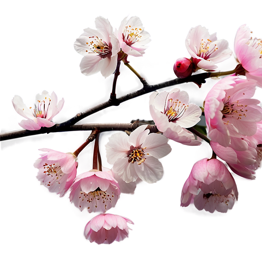 Cherry Blossom Infographic Png Vxi99 PNG