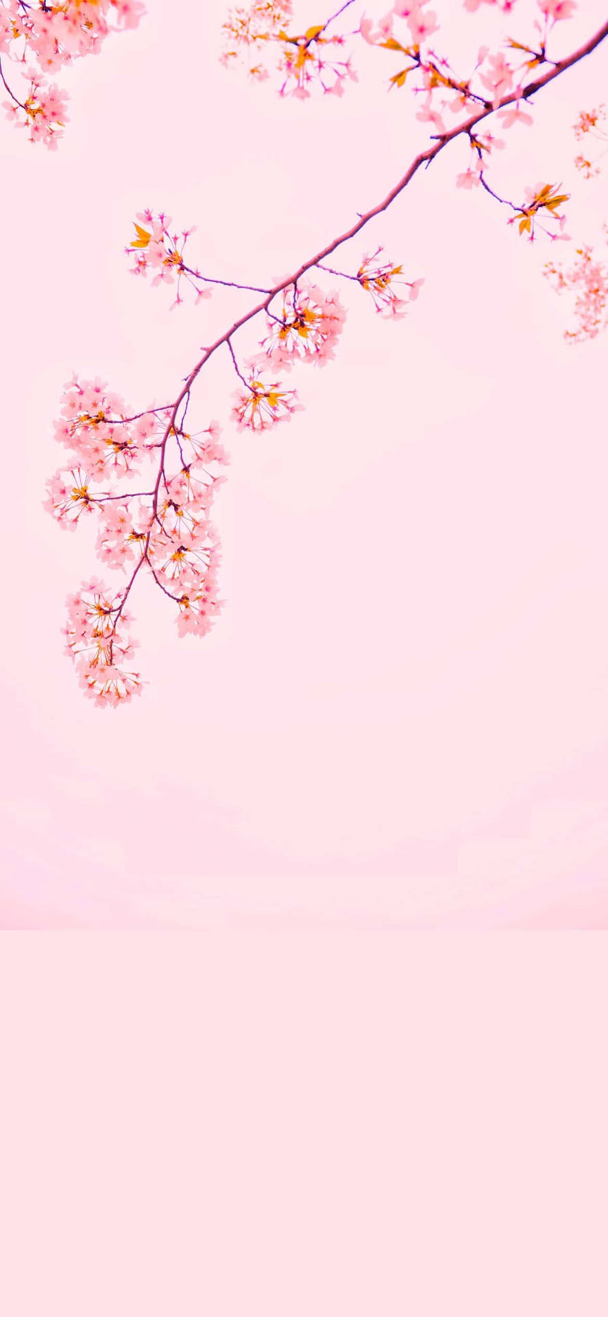 Cherry Blossom iPhone 12 Wallpaper