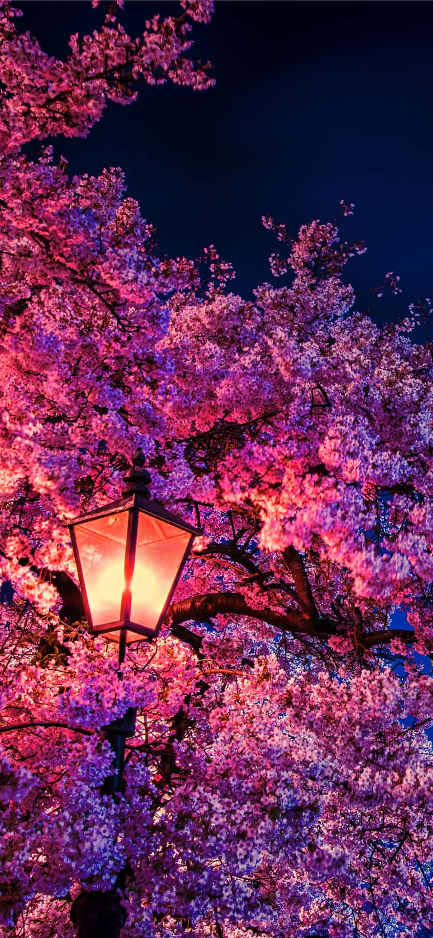 Cherry Blossom Night Light Wallpaper