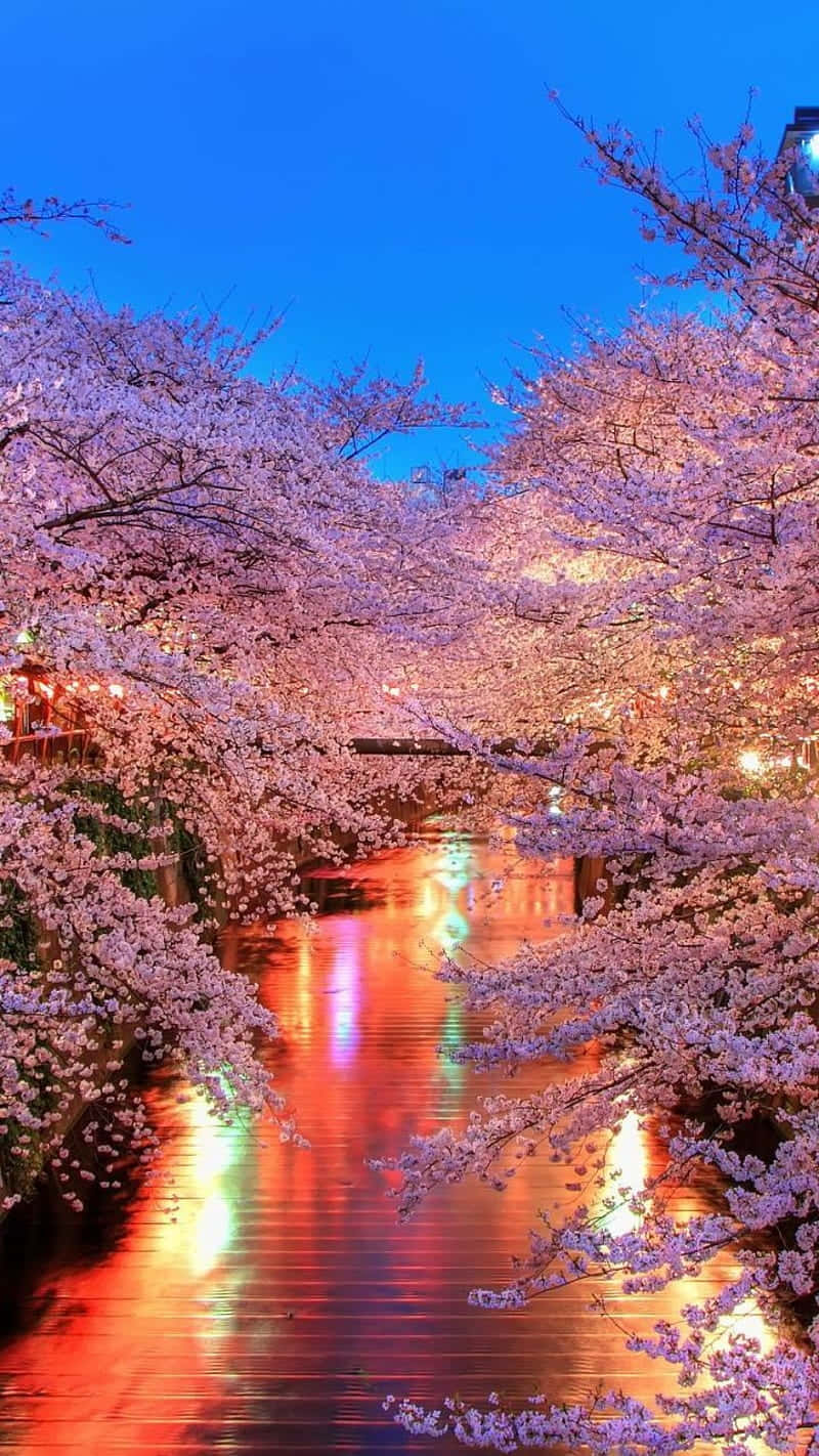 Cherry Blossom Night Reflection Wallpaper