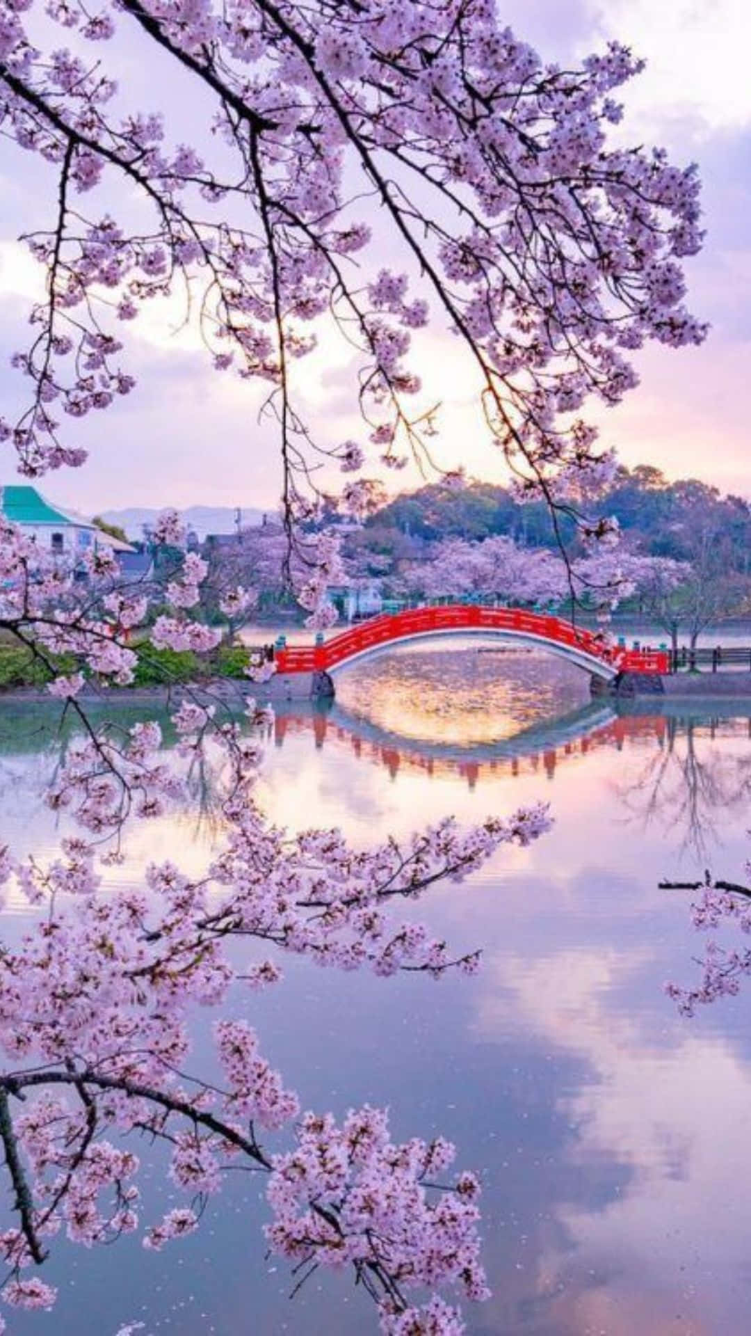 Cherry Blossom Over Waterwith Red Bridge Wallpaper