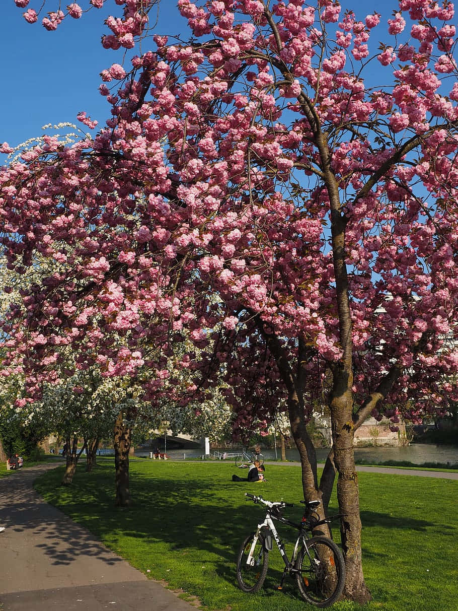 Kersenbloesem Park Scène.jpg Achtergrond