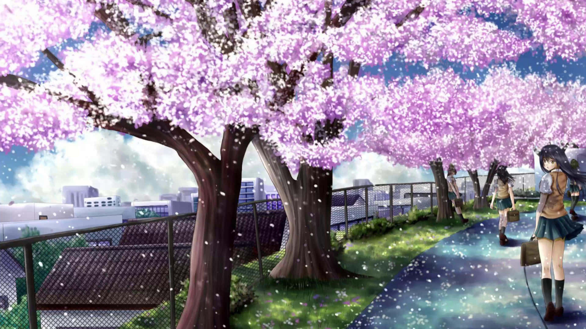 Cherry Blossom Path Anime Scene Wallpaper