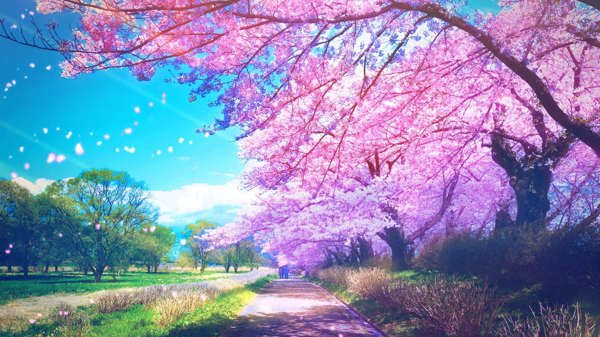 Cherry Blossom Path Anime Style Wallpaper