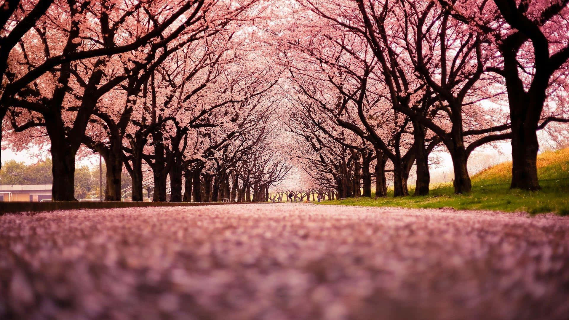 Cherry Blossom Pathway High Res Wallpaper