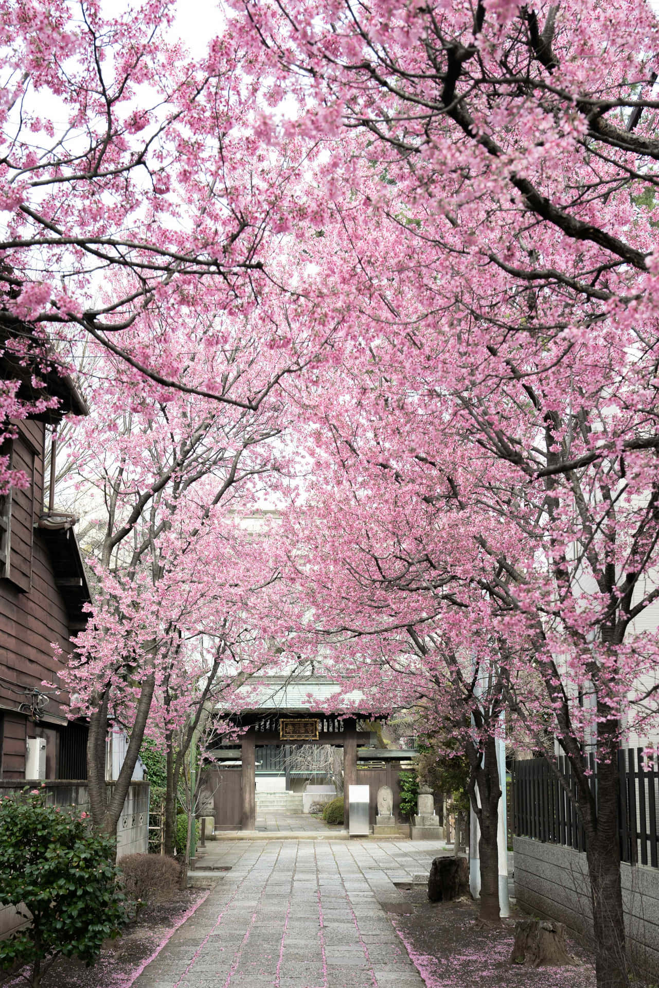 Cherry Blossom Pathway Japan Wallpaper