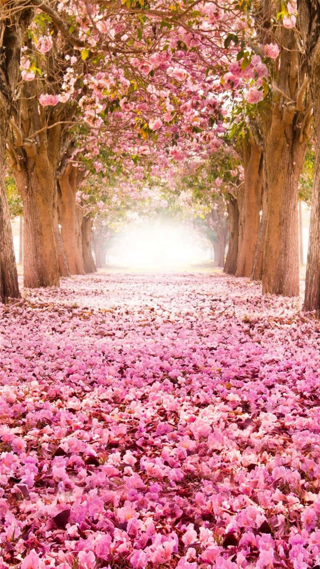 Cherry Blossom Pathway Serenity Wallpaper