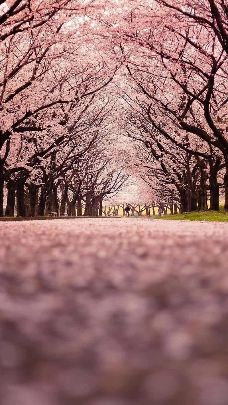Cherry Blossom Pathway Springtime Wallpaper