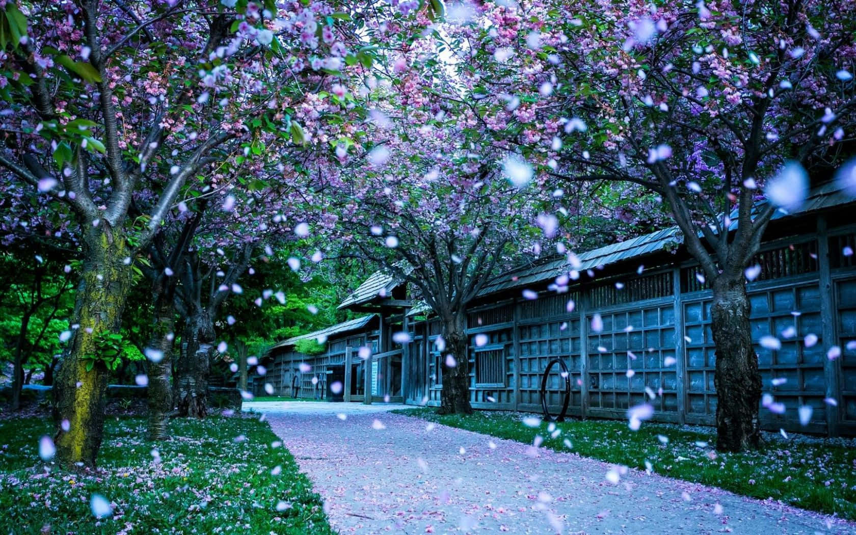Cherry Blossom Petals Falling Nice Desktop Wallpaper