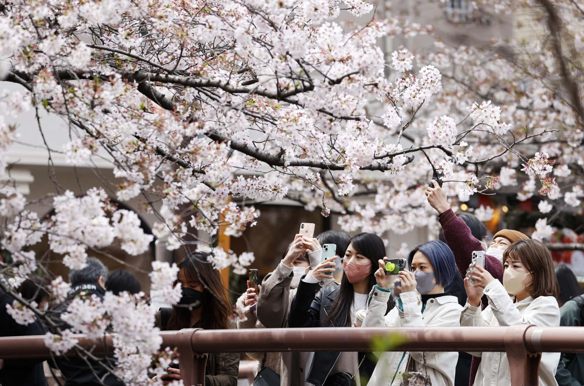 Cherry Blossom Pictures