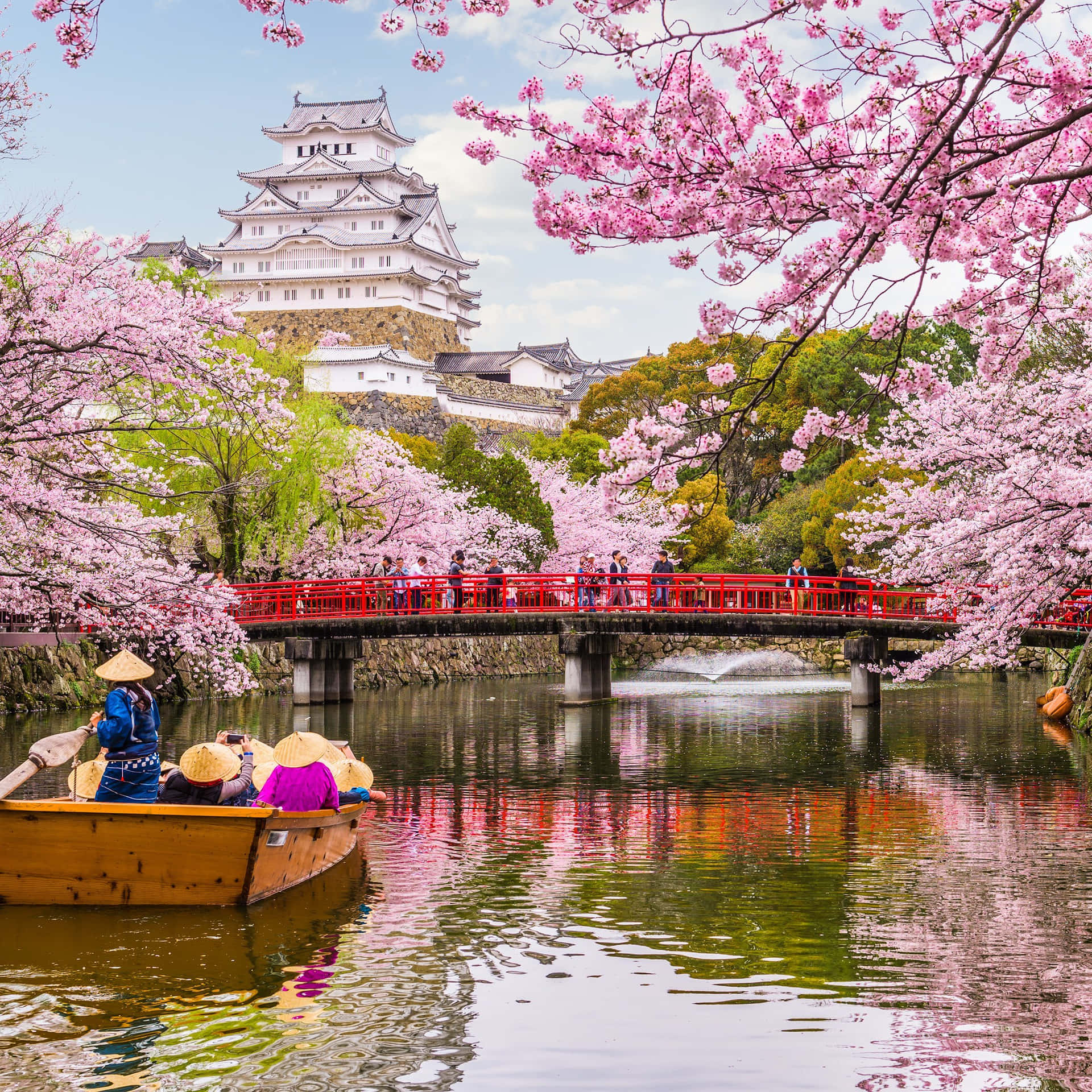 Cherry Blossom Pictures