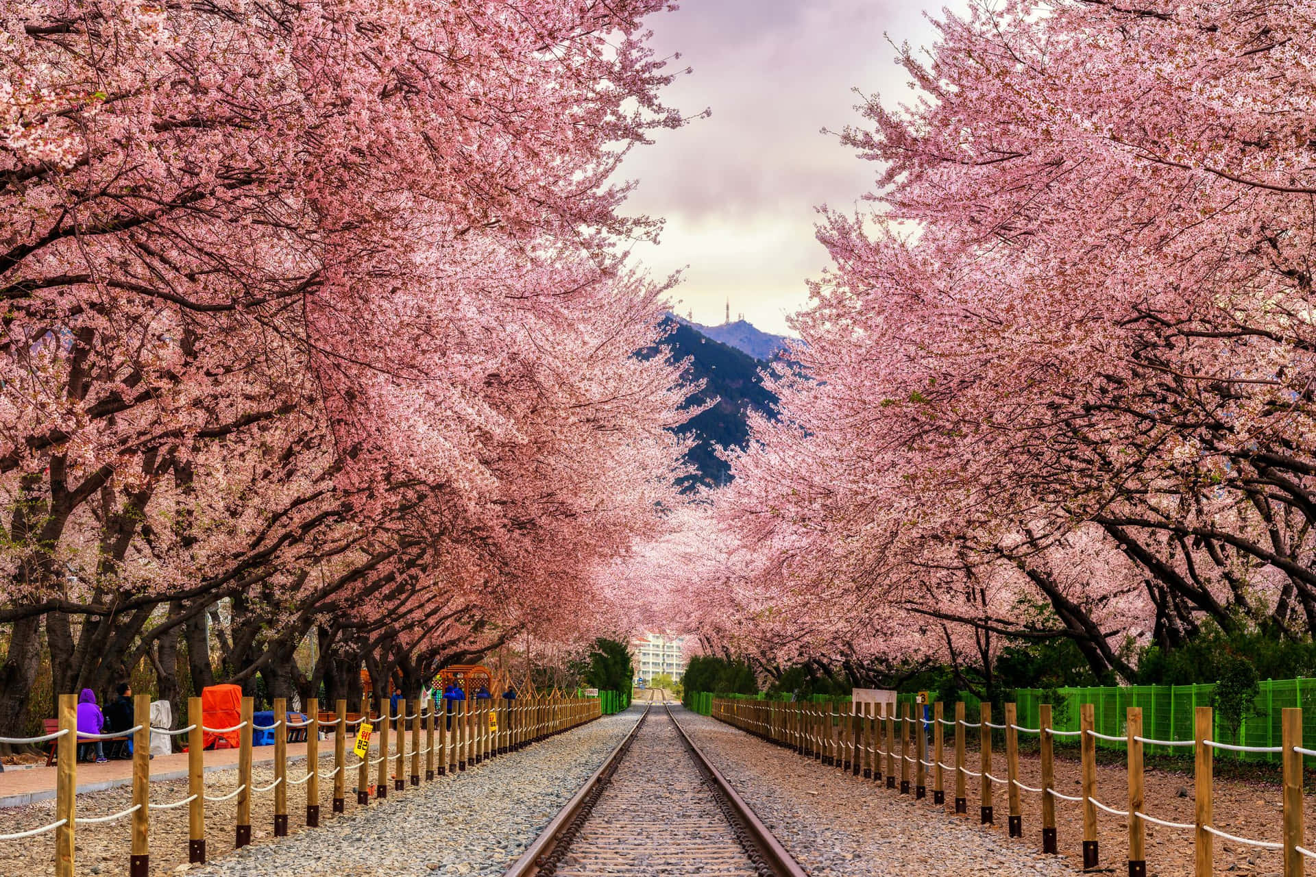 Cherry Blossom Pictures