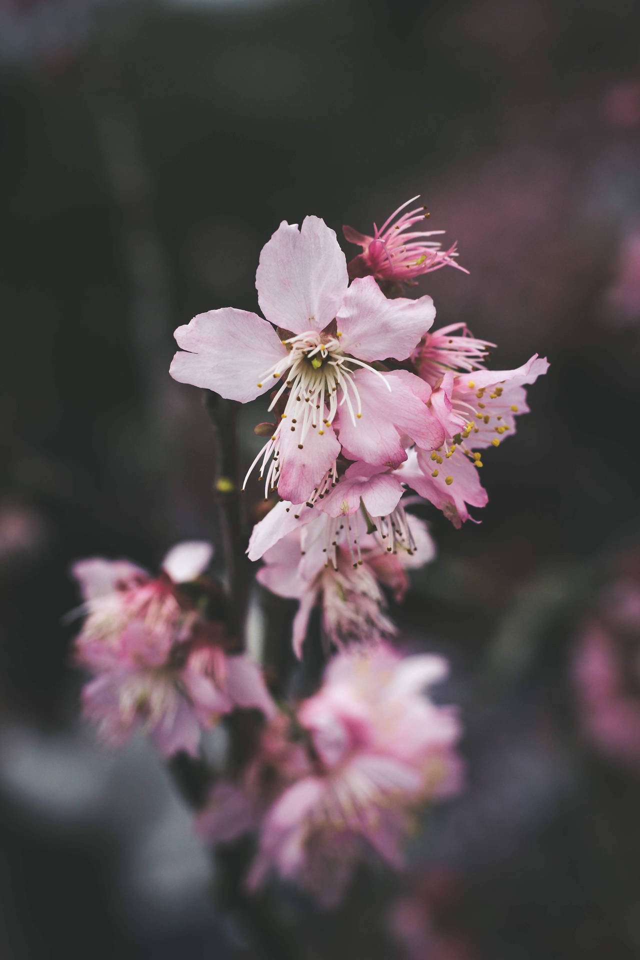 Cherry Blossom Pink Flowers Aesthetic Wallpaper
