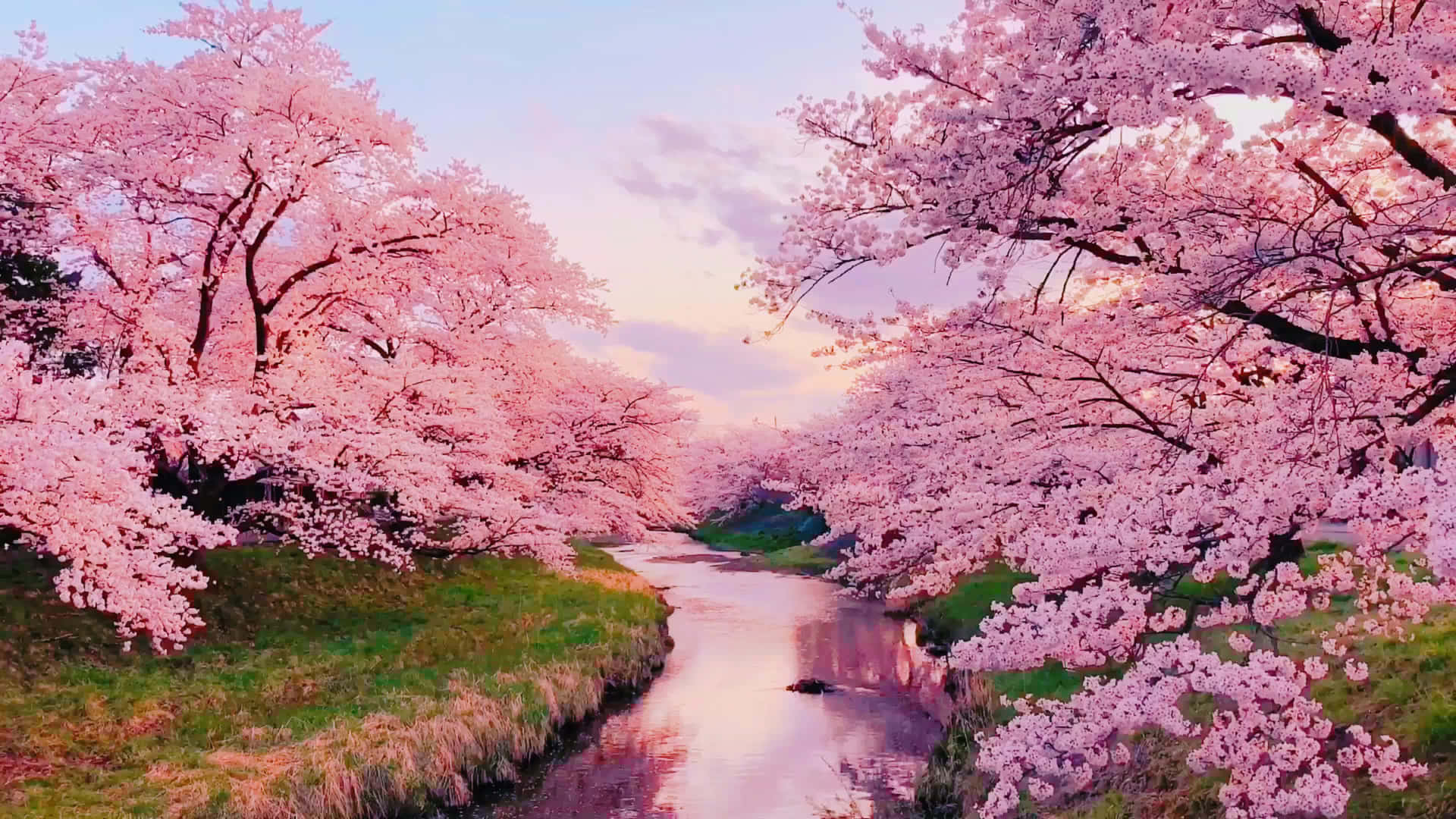 Cherry Blossom River Sunset Wallpaper